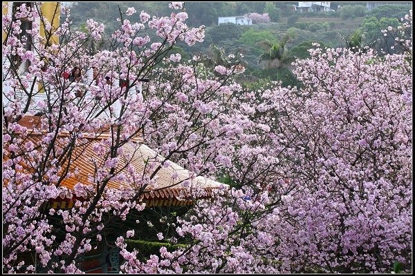 2018.03.18【櫻花】淡水天元宮