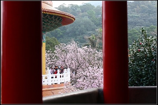 2018.03.18【櫻花】淡水天元宮