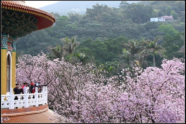 2018.03.18【櫻花】淡水天元宮