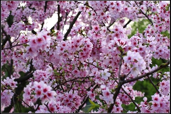 2018.03.18【櫻花】淡水天元宮