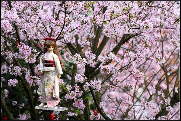2018.03.18【櫻花】淡水天元宮