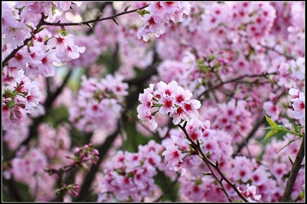 2018.03.18【櫻花】淡水天元宮