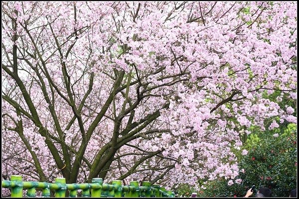2018.03.18【櫻花】淡水天元宮