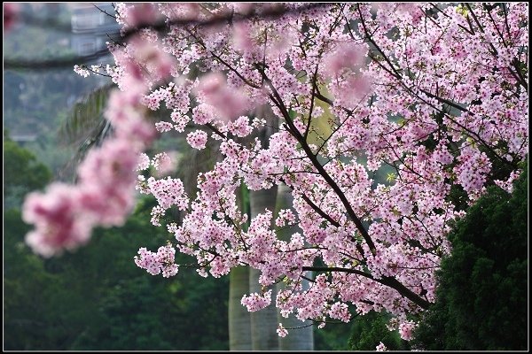2018.03.18【櫻花】淡水天元宮