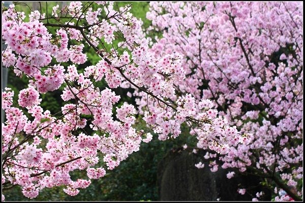 2018.03.18【櫻花】淡水天元宮