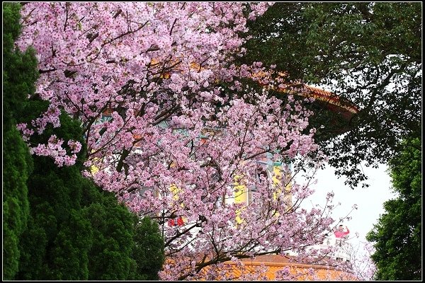 2018.03.18【櫻花】淡水天元宮
