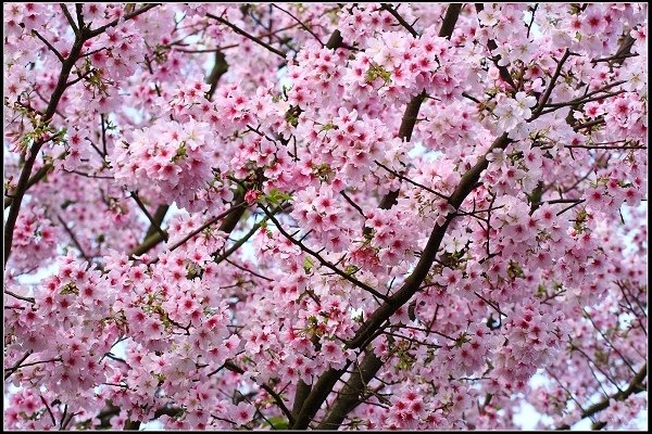 2018.03.18【櫻花】淡水天元宮