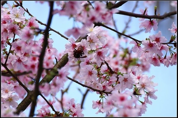 2018.03.18【櫻花】淡水天元宮