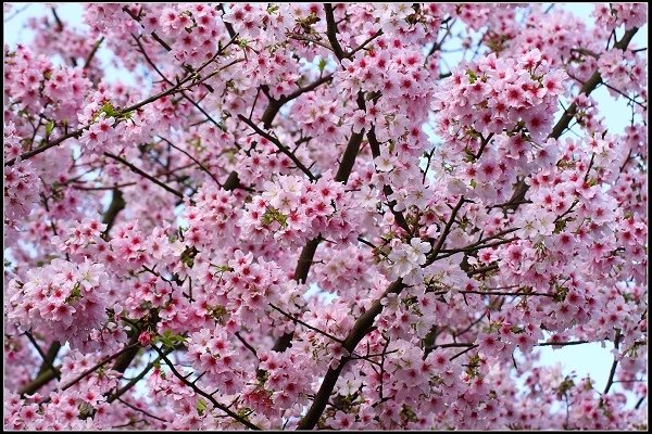 2018.03.18【櫻花】淡水天元宮