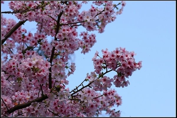 2018.03.18【櫻花】淡水天元宮