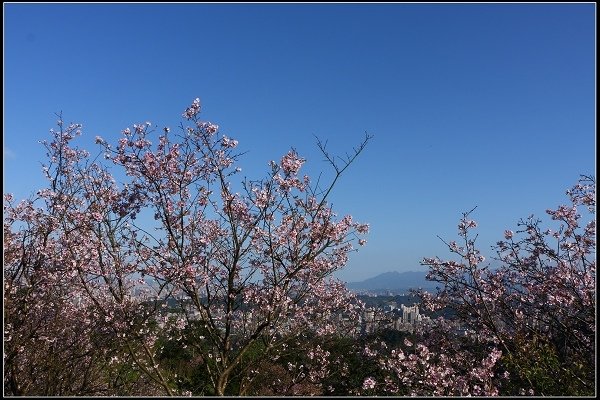 2018.03.10【櫻花】木柵‧騰龍御櫻