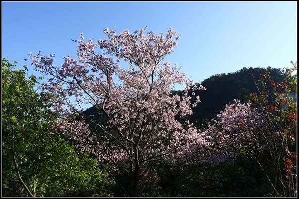 2018.03.10【櫻花】木柵‧騰龍御櫻