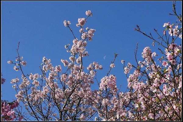 2018.03.10【櫻花】木柵‧騰龍御櫻