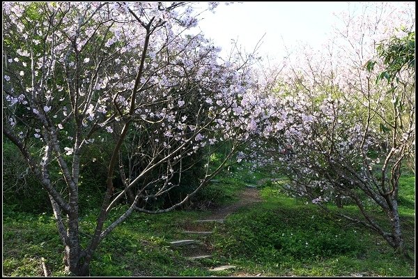 2018.03.10【櫻花】木柵‧騰龍御櫻