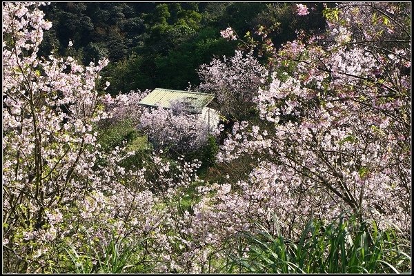 2018.03.10【櫻花】木柵‧騰龍御櫻