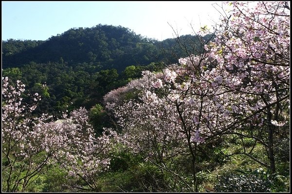 2018.03.10【櫻花】木柵‧騰龍御櫻