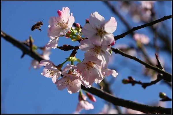 2018.03.10【櫻花】木柵‧騰龍御櫻