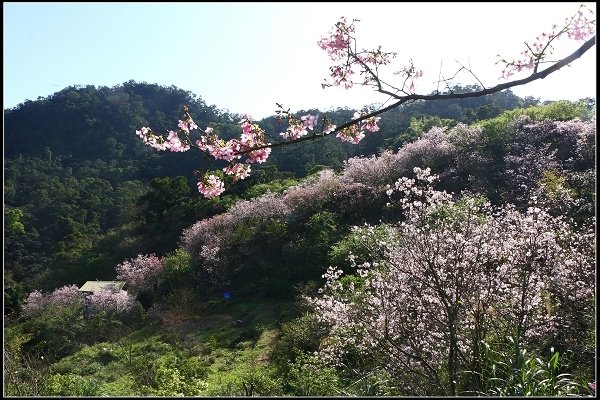 2018.03.10【櫻花】木柵‧騰龍御櫻