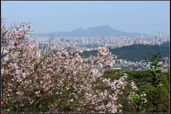 2018.03.10【櫻花】木柵‧騰龍御櫻