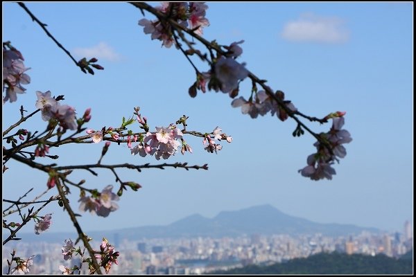 2018.03.10【櫻花】木柵‧騰龍御櫻