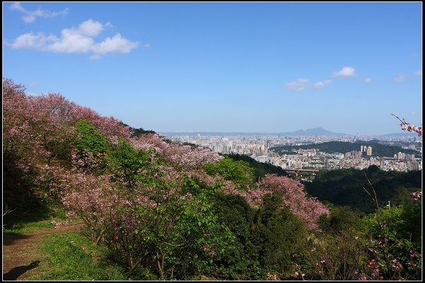 2018.03.10【櫻花】木柵‧騰龍御櫻