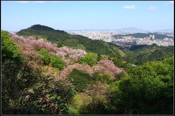 2018.03.10【櫻花】木柵‧騰龍御櫻