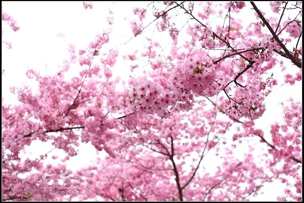 2018.03.04【櫻花】北橫拉拉山 ‧ 恩愛農場