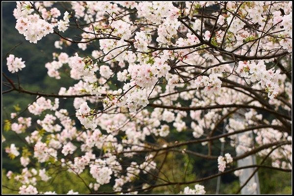 2018.02.28 淡水楓樹湖‧木蓮花 &amp; 櫻花