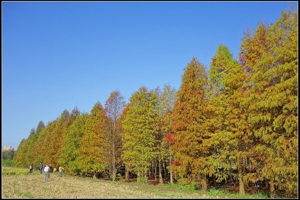 2020.12.26 桃園八德 ‧ 落羽松森林