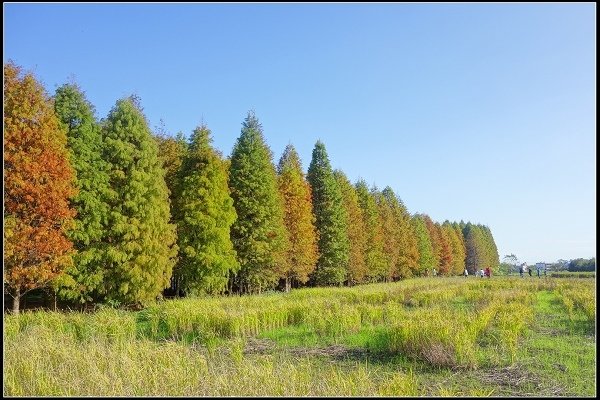 2020.12.26 桃園八德 ‧ 落羽松森林