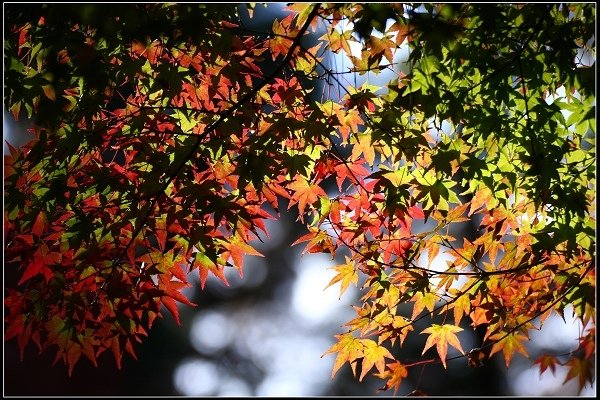2020.11.28 福壽山農場 ‧ 楓