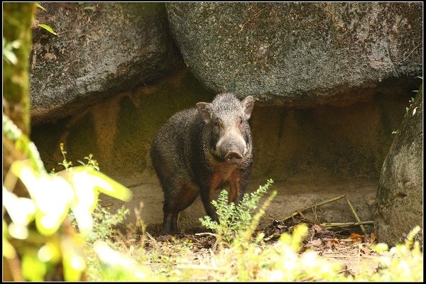 2020.10.31 台北市立木柵動物園