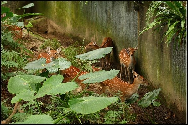 2020.10.31 台北市立木柵動物園