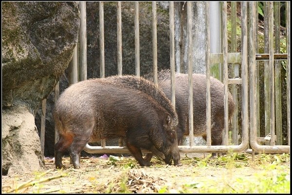 2020.10.31 台北市立木柵動物園