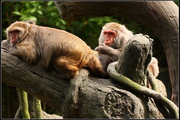 2020.10.31 台北市立木柵動物園