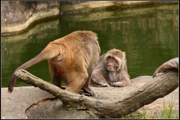 2020.10.31 台北市立木柵動物園