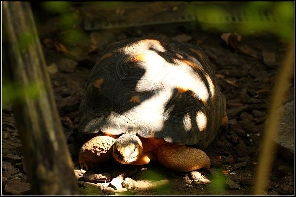 2020.10.31 台北市立木柵動物園