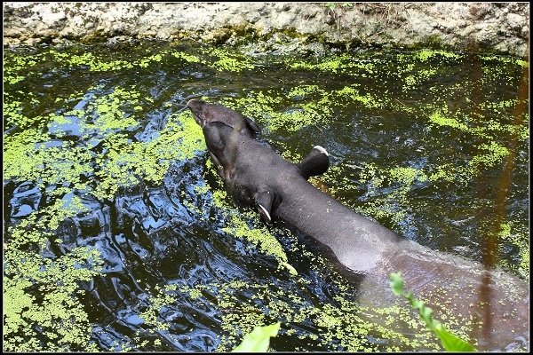 2020.10.31 台北市立木柵動物園