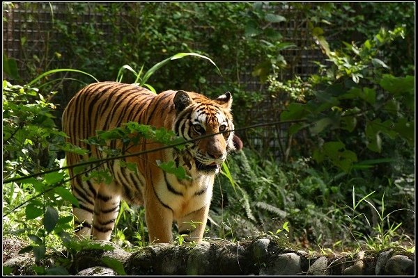 2020.10.31 台北市立木柵動物園