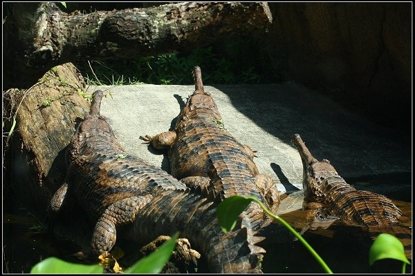 2020.10.31 台北市立木柵動物園