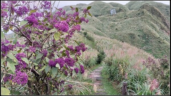 2020.10.30 瑞芳金瓜石 ‧ 半屏山步道