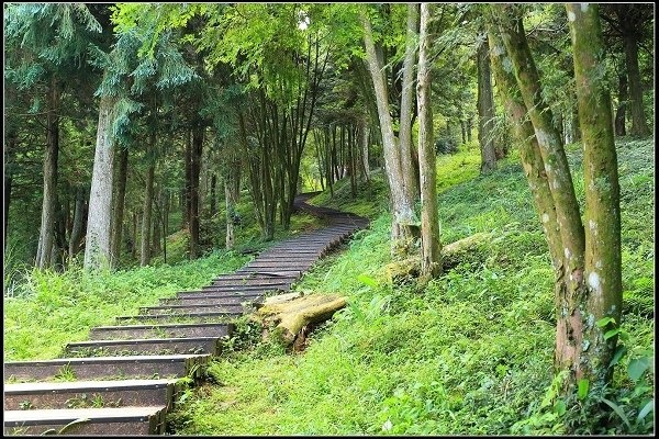 2020.07.19 東眼山國家森林遊樂園