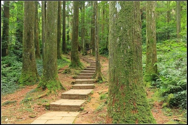 2020.07.19 東眼山國家森林遊樂園