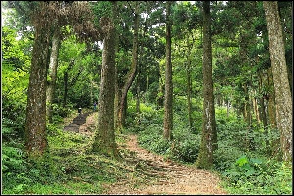 2020.07.19 東眼山國家森林遊樂園