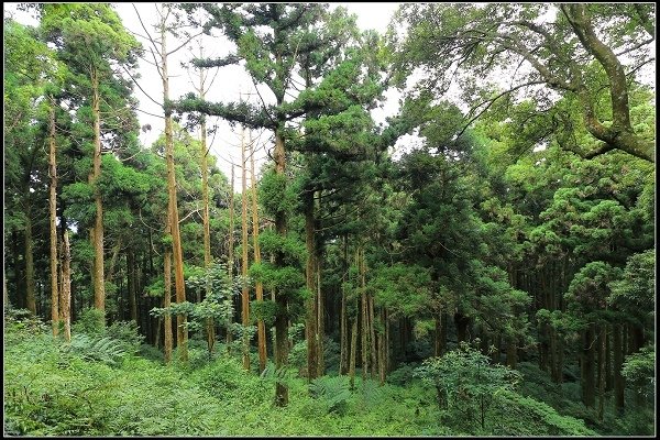 2020.07.19 東眼山國家森林遊樂園