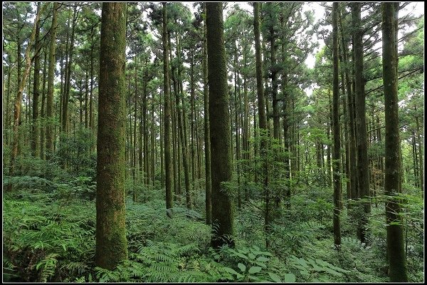 2020.07.19 東眼山國家森林遊樂園