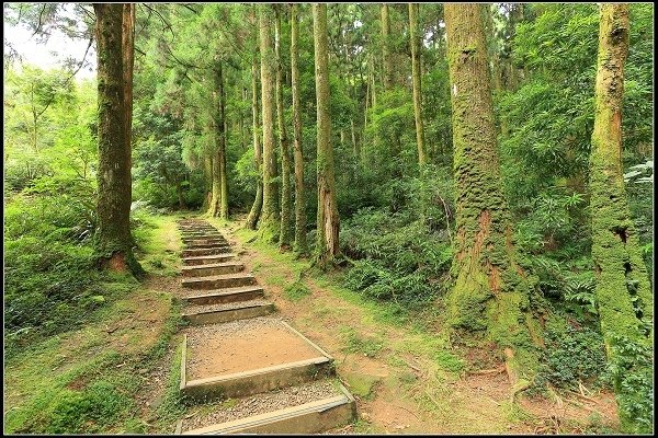 2020.07.19 東眼山國家森林遊樂園