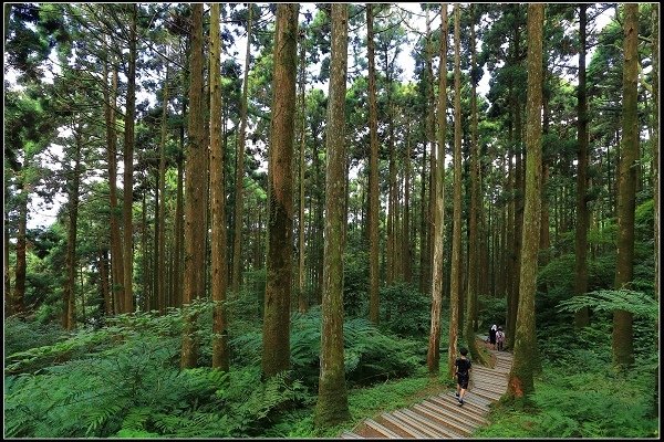 2020.07.19 東眼山國家森林遊樂園