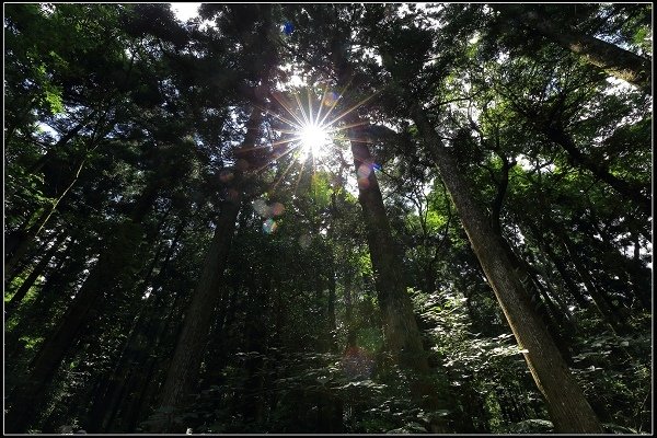 2020.07.19 東眼山國家森林遊樂園