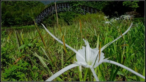 2020.07.05 烏來福山 ‧ 大羅蘭溪古圳步道